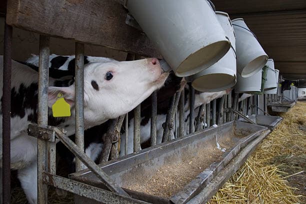 مکمل پروتئین گاو شیری با ترکیبات طبیعی برای رشد و تولید شیر